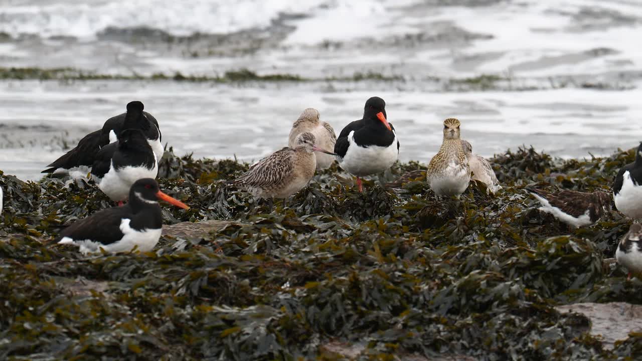 Bar Tailed Godwit;在英国诺森伯兰郡比德奈尔的岩石上，Limosa lapponica, Oysercatcher, Haematopus ostralegus, Ruddy Turnstone, Arenaria interpre和Golden ploover, Pluvialis杏。视频素材