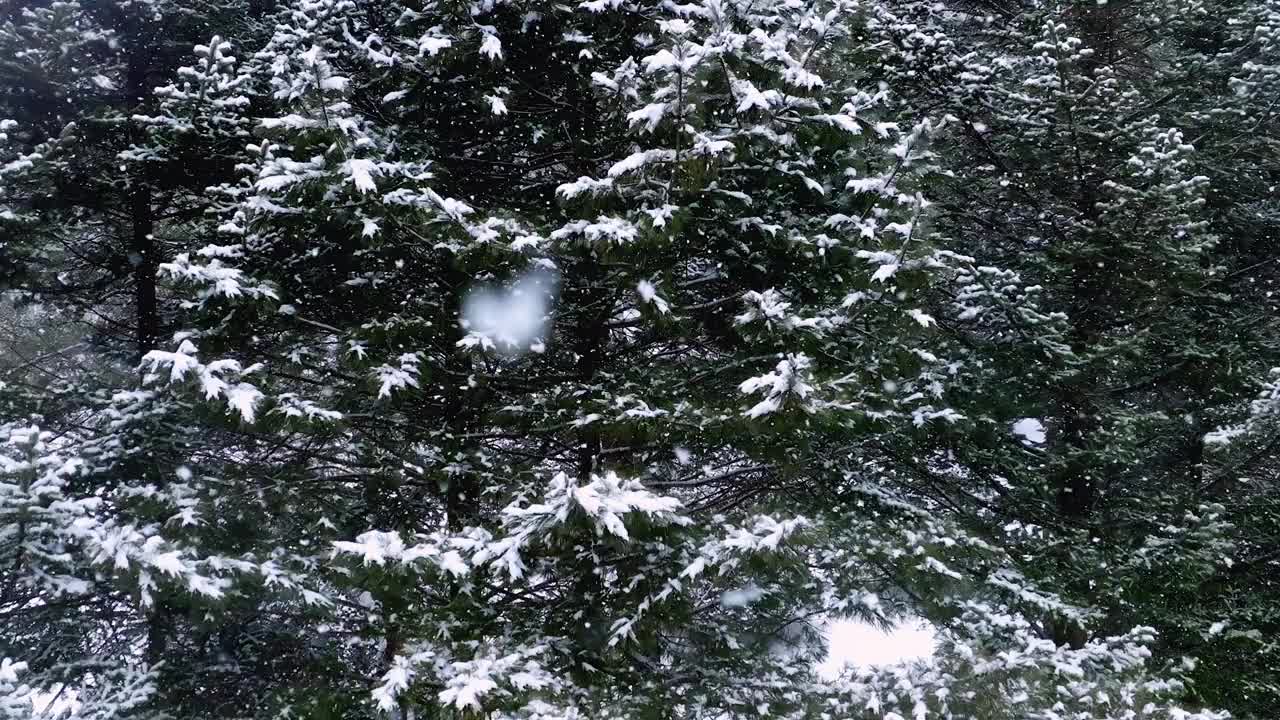 冬天的树、山和大关岭山口的雪景/韩国江原道平昌郡视频素材