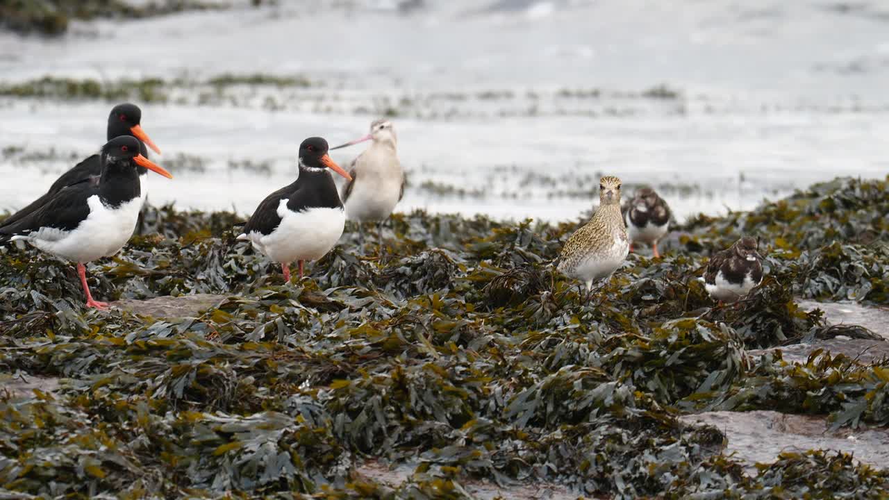 Bar Tailed Godwit;在英国诺森伯兰郡比德奈尔的岩石上，Limosa lapponica, Oysercatcher, Haematopus ostralegus, Ruddy Turnstone, Arenaria interpre和Golden ploover, Pluvialis杏。视频素材