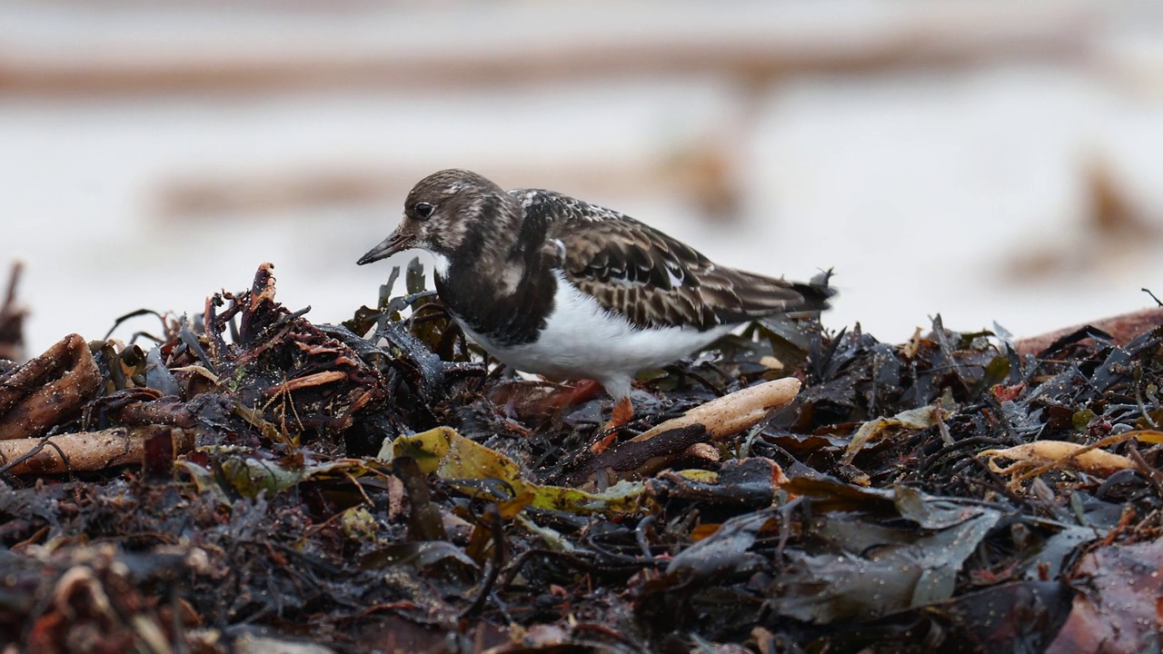 Ruddy Turnstone, Arenaria在英国诺森伯兰郡比德内尔的岩石上解释。视频素材