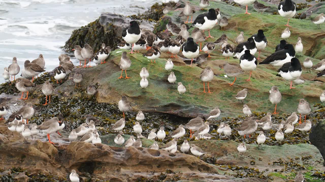 Oysercatcher;Haematopus ostralegus;鲁迪Turnstone;不，不，不，不，不，不，不，不，不，不，不。视频素材