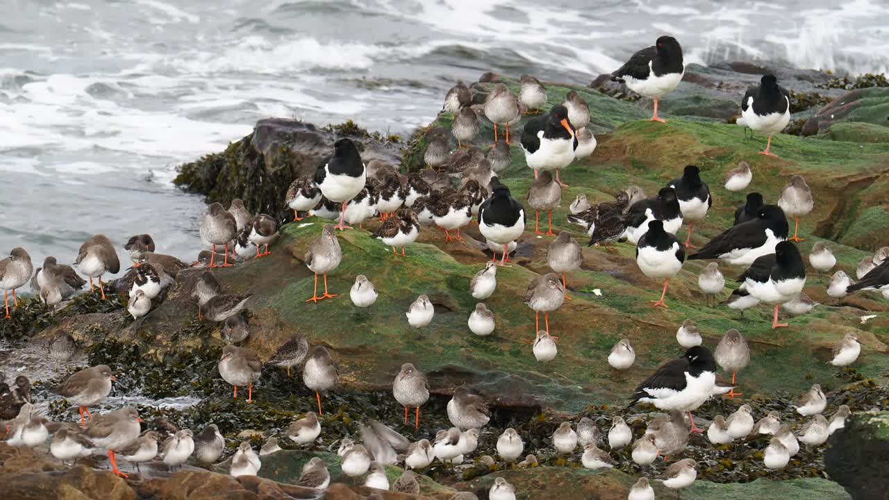 Oysercatcher;Haematopus ostralegus;鲁迪Turnstone;不，不，不，不，不，不，不，不，不，不，不。视频素材