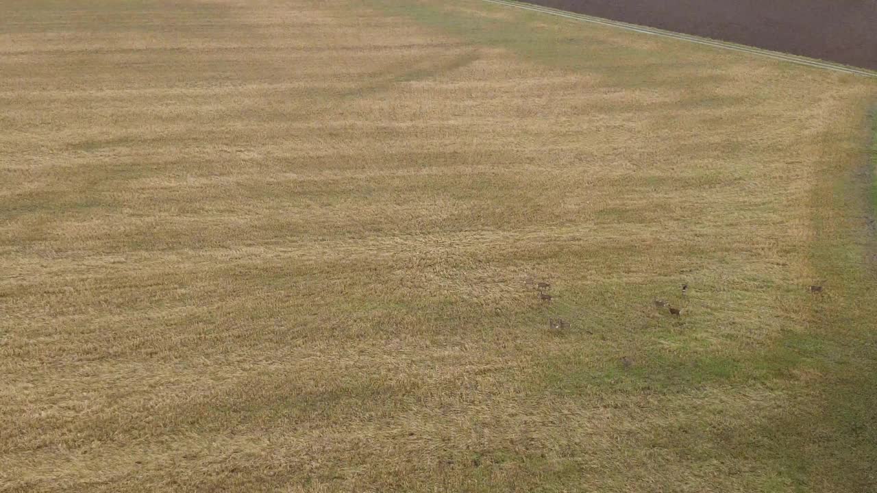 冬天有雨云的田野和草地视频素材