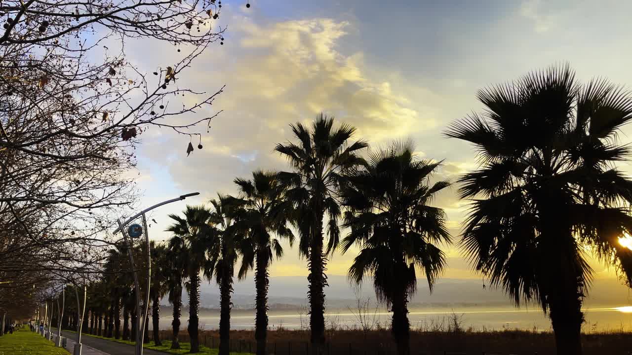 夕阳下的棕榈树和大海视频素材