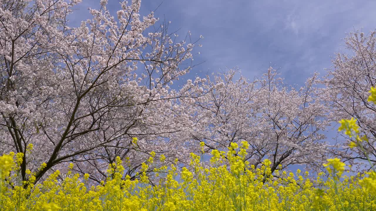 樱花和油菜花在风中摇曳的4K慢动作视频。视频素材