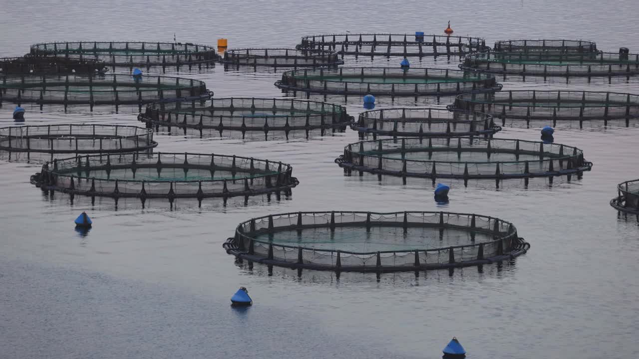 海养鱼场的笼子和渔网，养殖多瑙鱼，海鲷和海鲈鱼，喂鱼饲料的过程，以海洋景观和山脉为背景，爱奥尼亚海，希腊视频素材