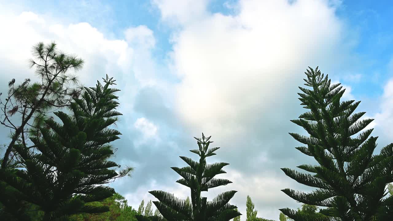 热带森林的美丽景色，有许多高大的树木。视频素材