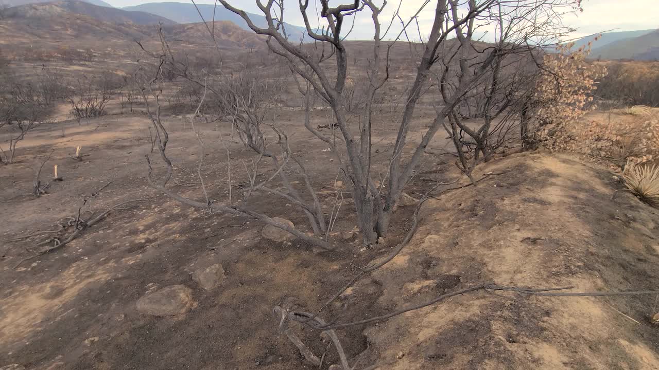 可怕的森林被野火烧毁。加利福尼亚高地上的黑死树。平移镜头视频素材