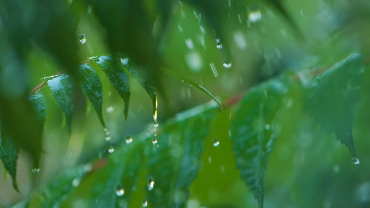 植物的绿叶因水滴而摇曳。慢动作雨水滴从绿叶蕨类在雨中。平静放松冥想平和的背景。视频素材