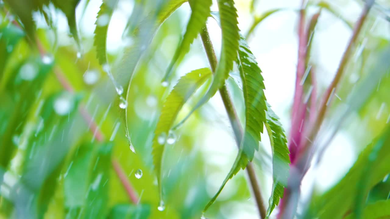 植物的绿叶因水滴而摇曳。慢动作雨水滴从绿叶蕨类在雨中。平静放松冥想平和的背景。视频素材