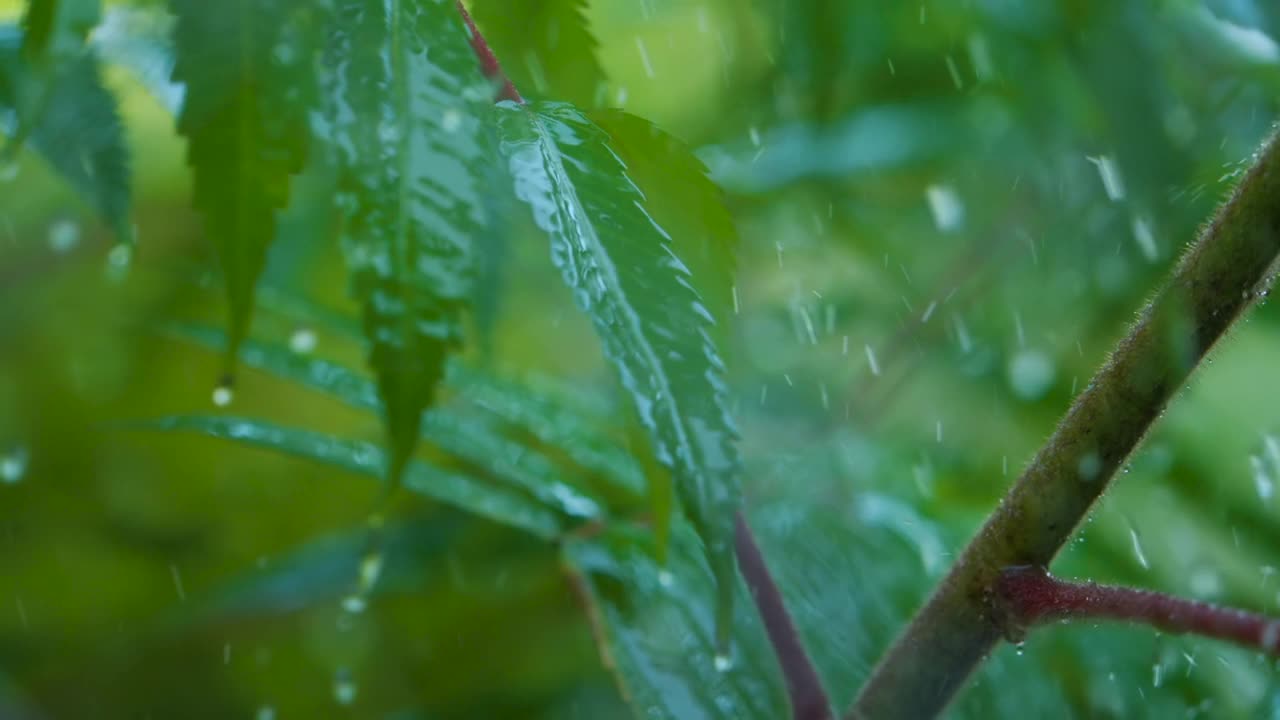 植物的绿叶因水滴而摇曳。慢动作雨水滴从绿叶蕨类在雨中。平静放松冥想平和的背景。视频素材