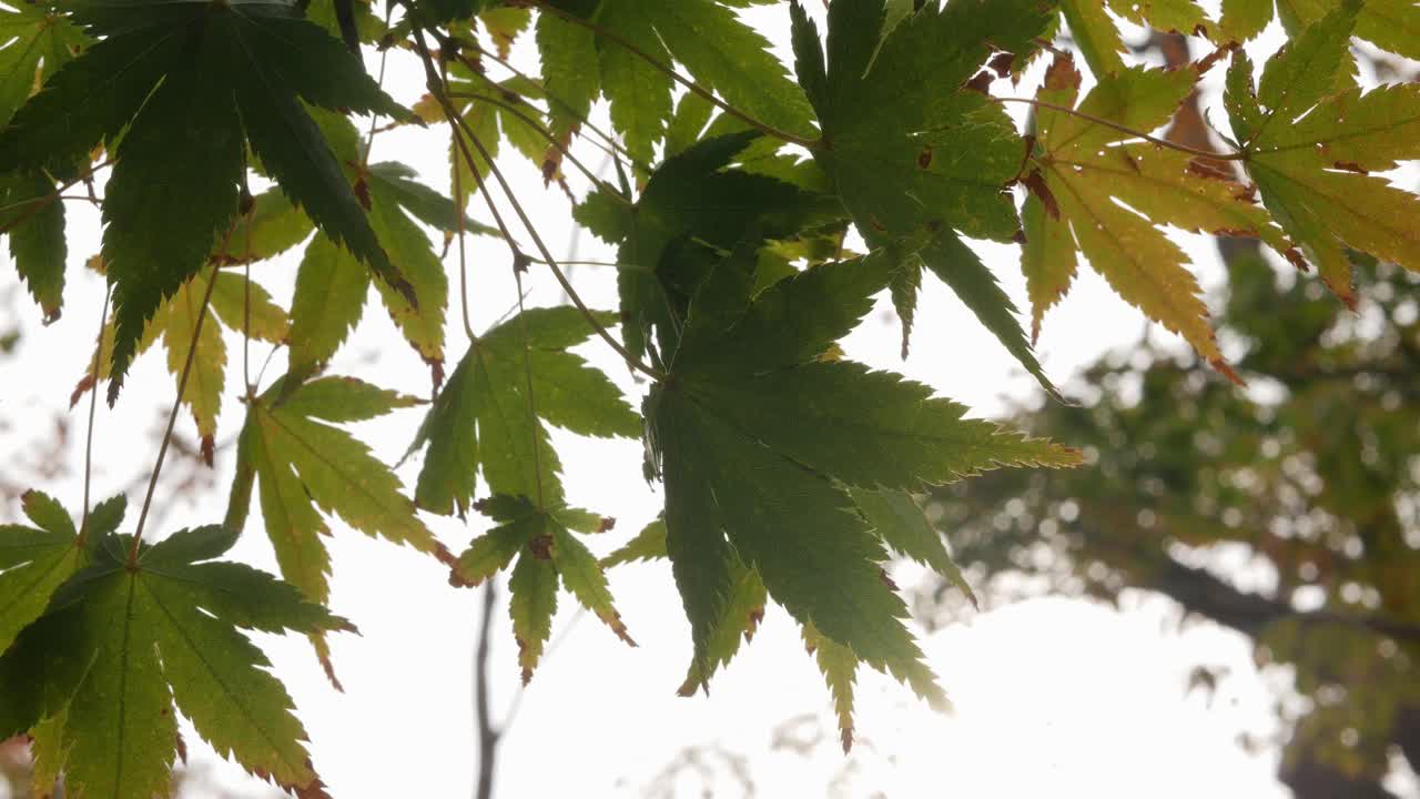 在日本阳光明媚的秋日，明亮的红色橙色枫叶在蓝色的天空下在树枝上微微移动。视频素材