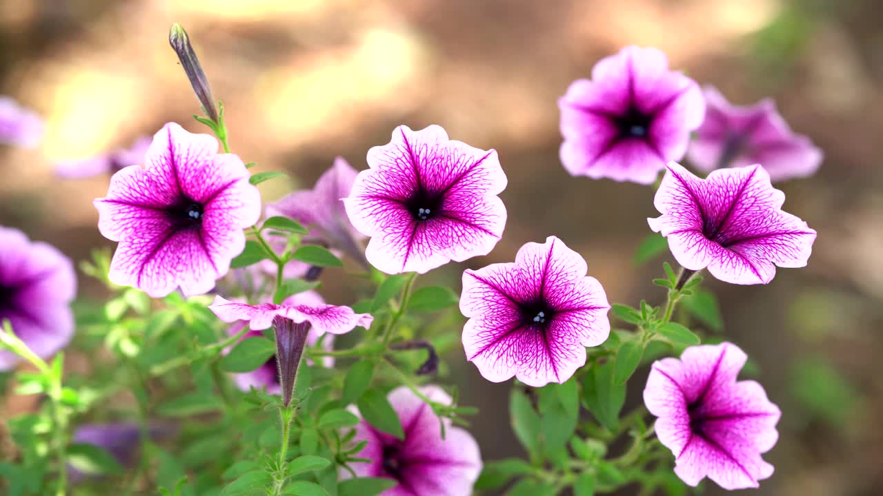 风中紫花视频下载