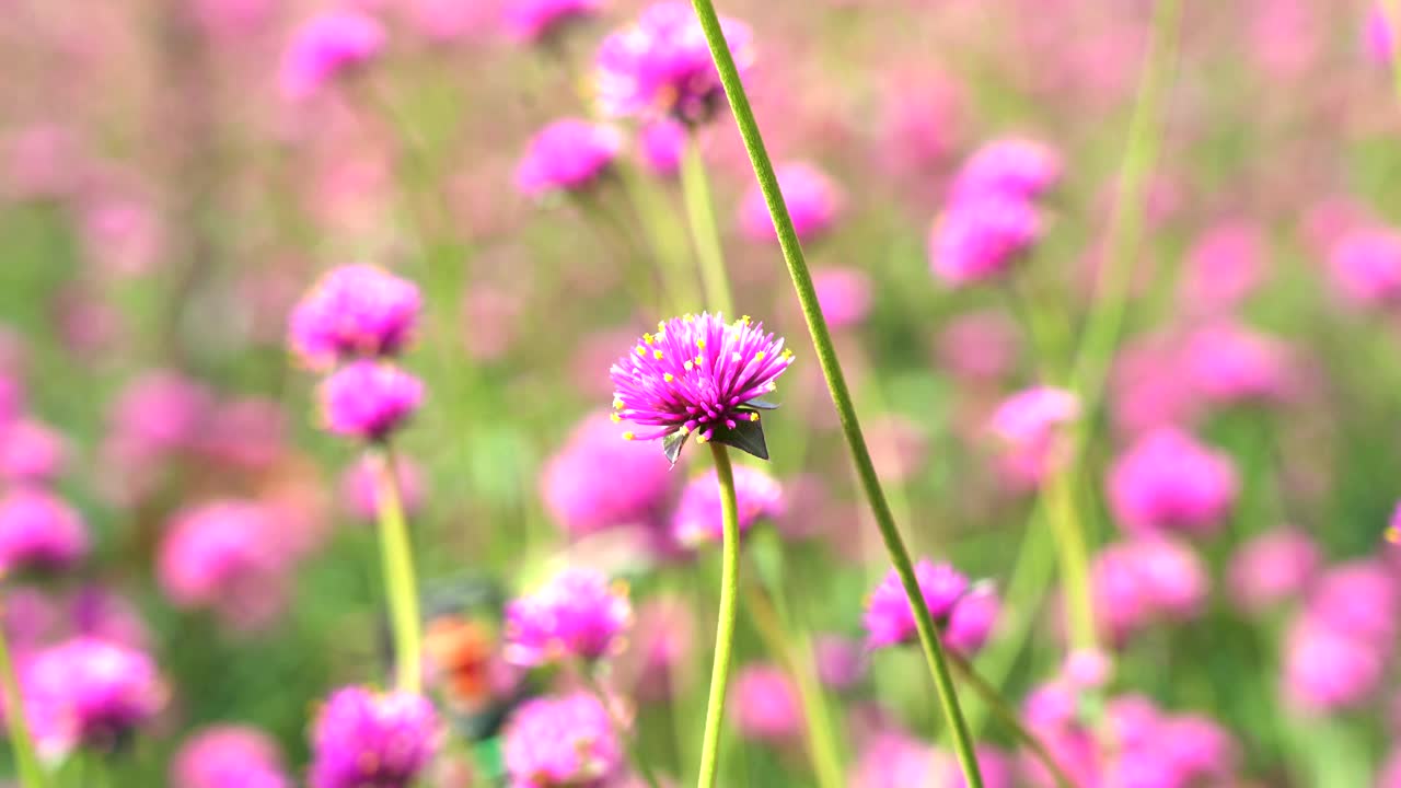 特写紫罗兰花视频下载