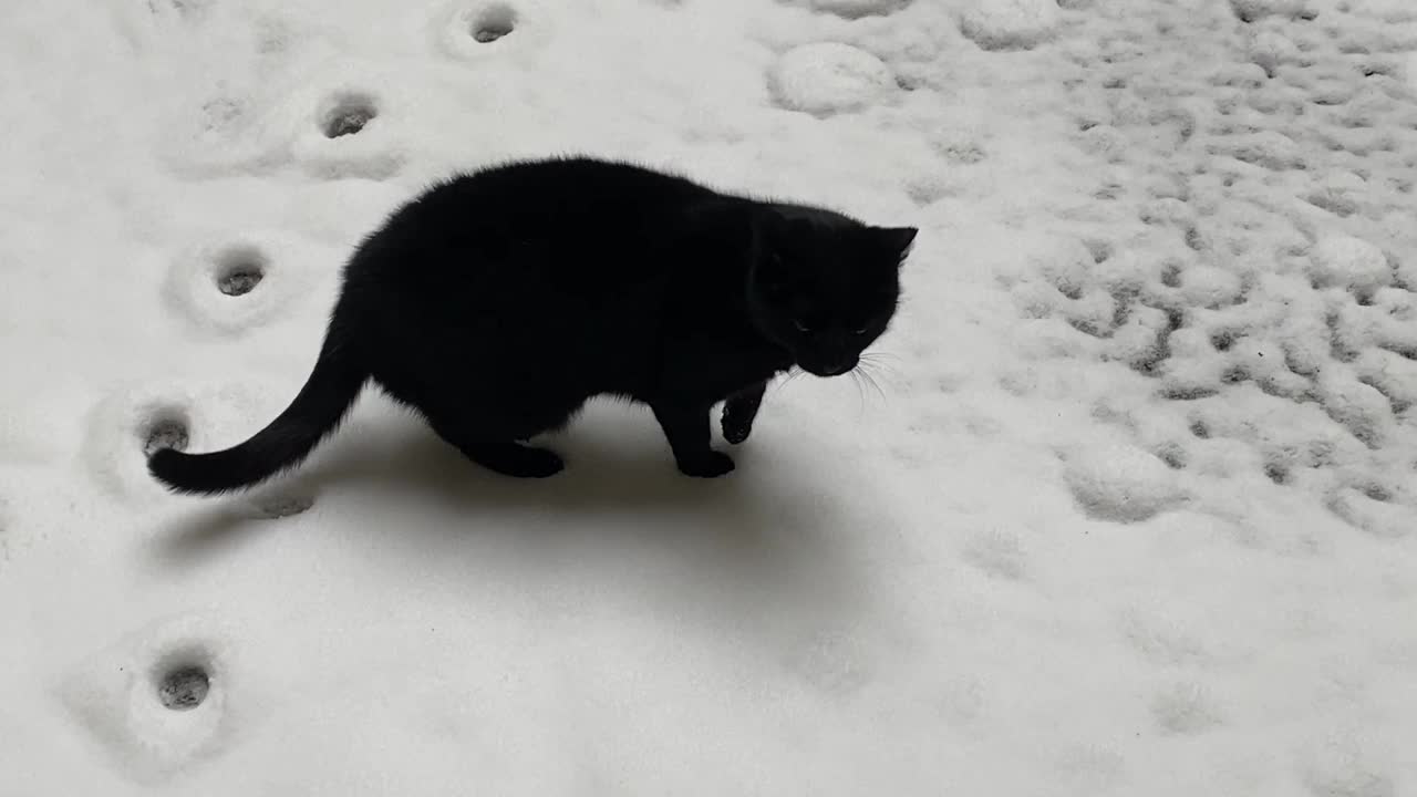 悲伤的猫在冬天的雪地里冻住了。视频素材