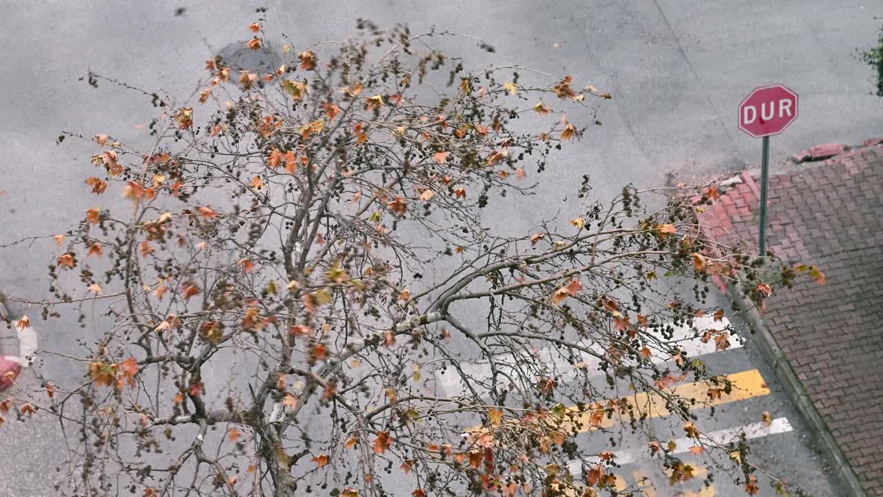 秋天暴风雨中落叶树木摇曳的鸟瞰图视频素材