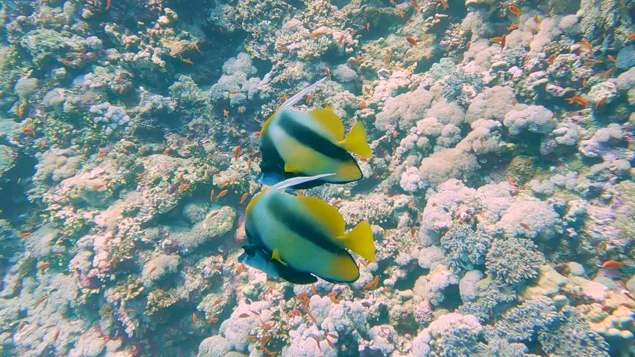 一对红海旗鱼在热带珊瑚礁上游泳视频下载