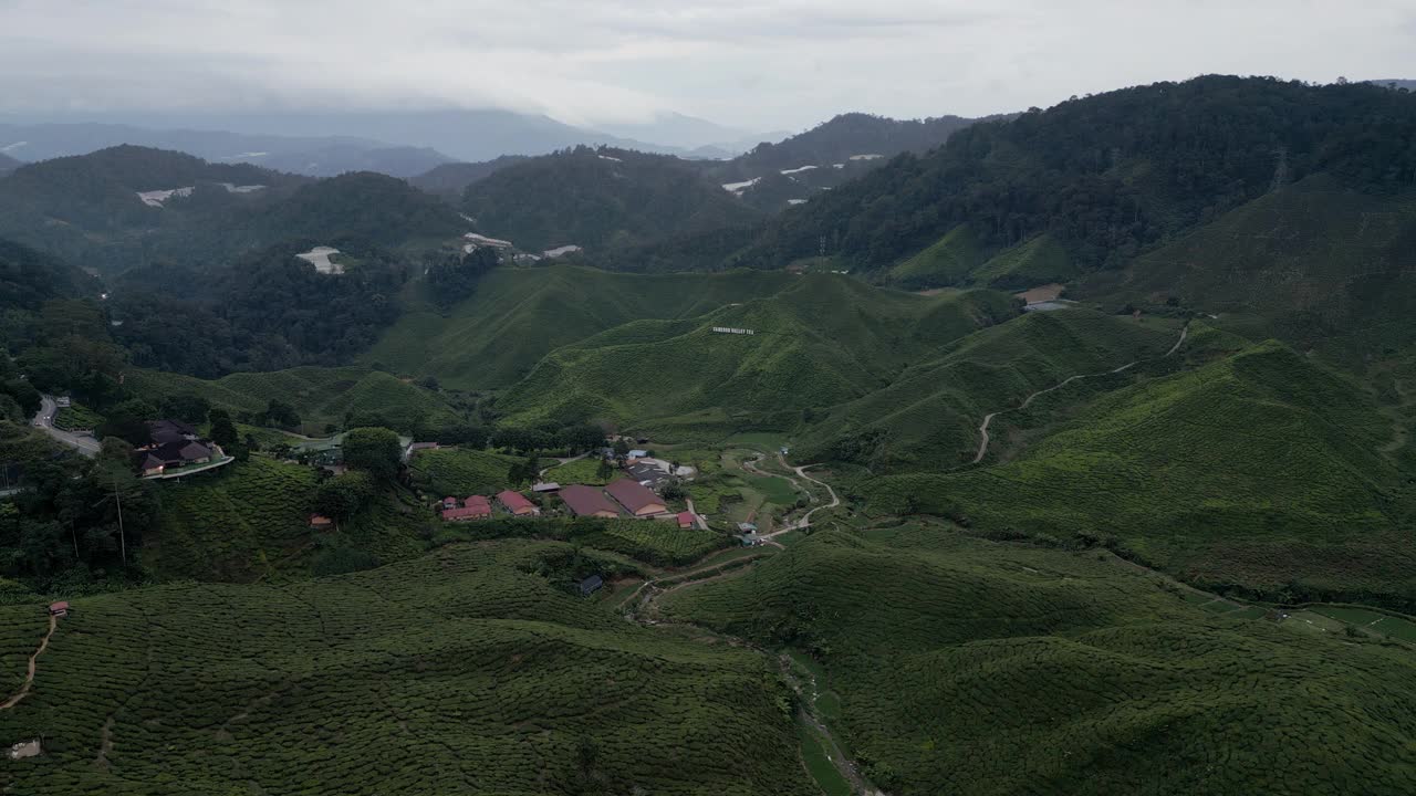 马来西亚金马仑高地茶叶梯田的鸟瞰图视频素材