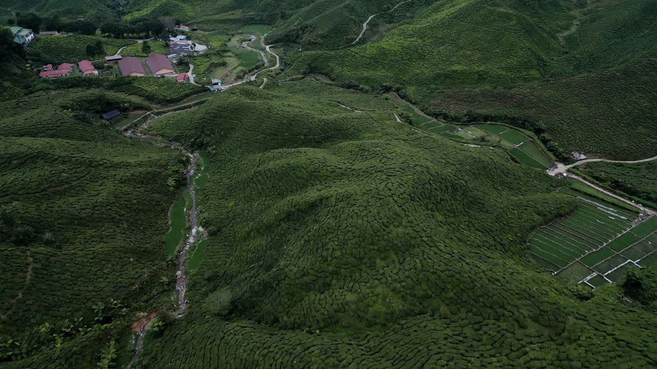 马来西亚金马仑高地茶叶梯田的鸟瞰图视频素材