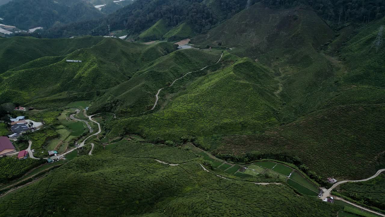 马来西亚金马仑高地茶叶梯田的鸟瞰图视频素材