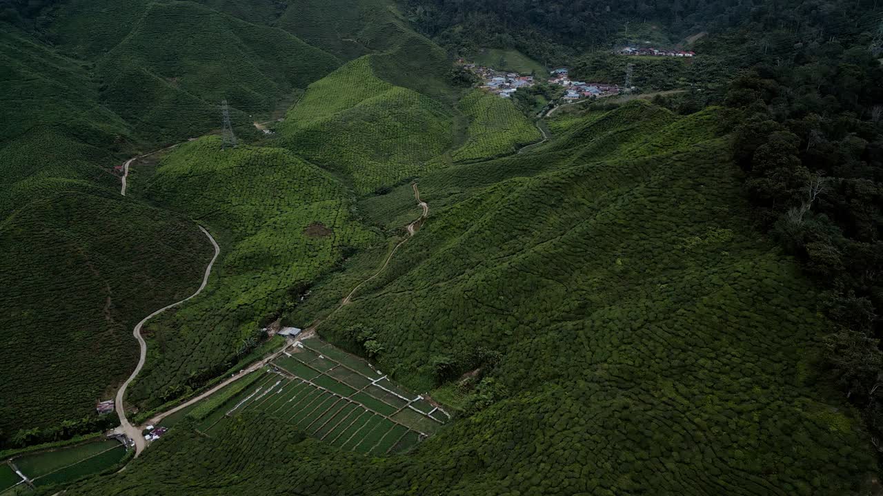 马来西亚金马仑高地茶叶梯田的鸟瞰图视频素材