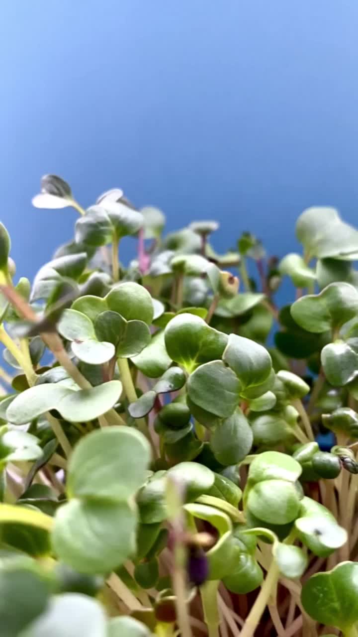 萝卜microgreen视频素材