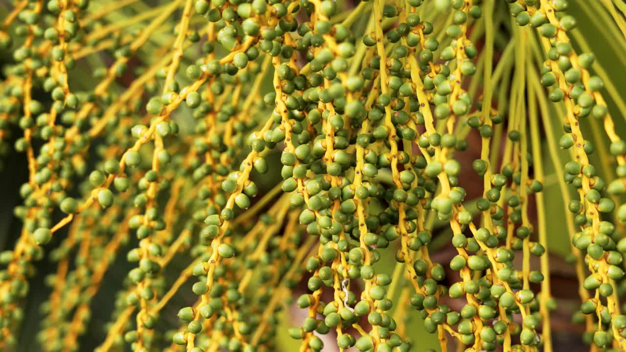 在种植园里种植椰枣树的果实视频素材