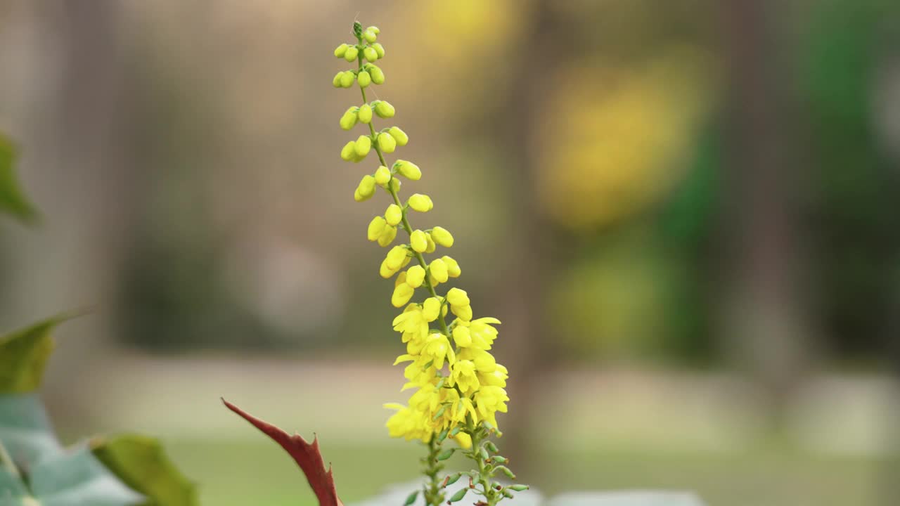 日本黄花的黄花视频素材