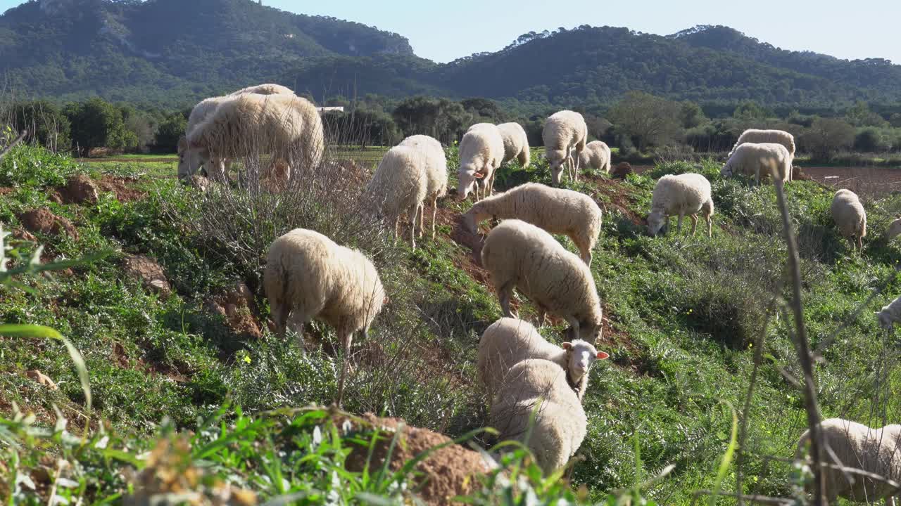 在一个阳光明媚的冬日早晨，一群羊在马略卡岛的绿色草地上吃草。西班牙视频下载