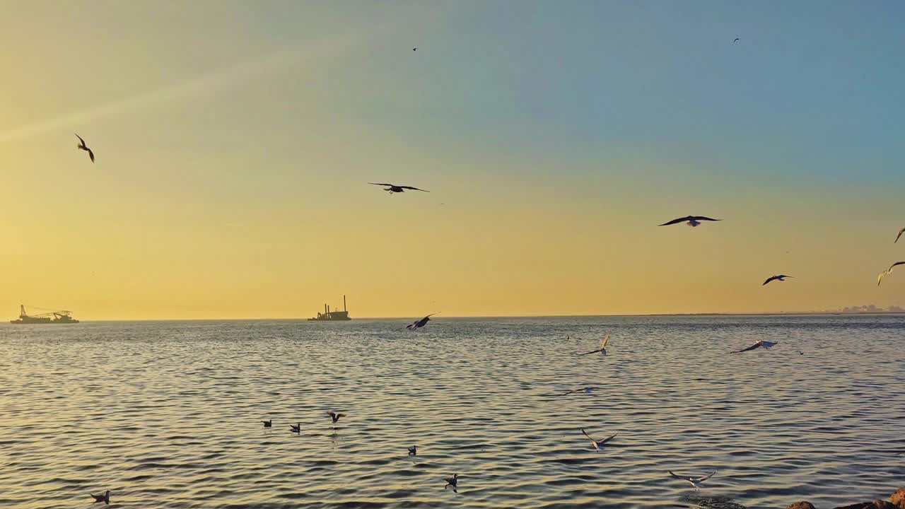 日落时飞越海面的海鸥视频素材