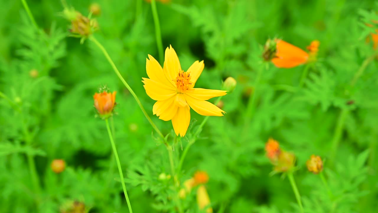 黄菖蒲花视频素材