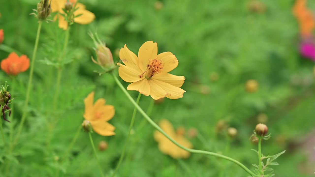 黄菖蒲花视频素材