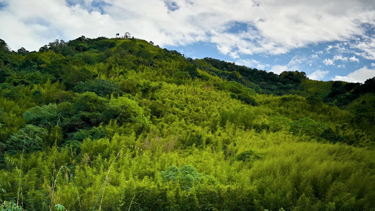 山上长满了绿色的植物。春天山谷的景色。视频素材