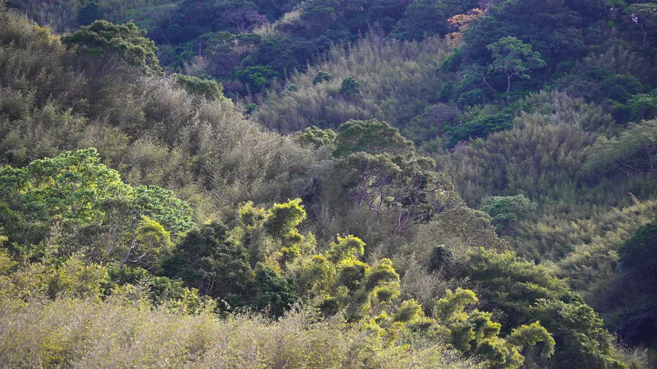 山上长满了绿色的植物。春天山谷的景色。视频素材