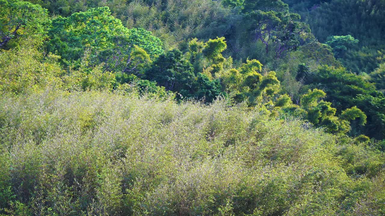 山上长满了绿色的植物。春天山谷的景色。视频素材