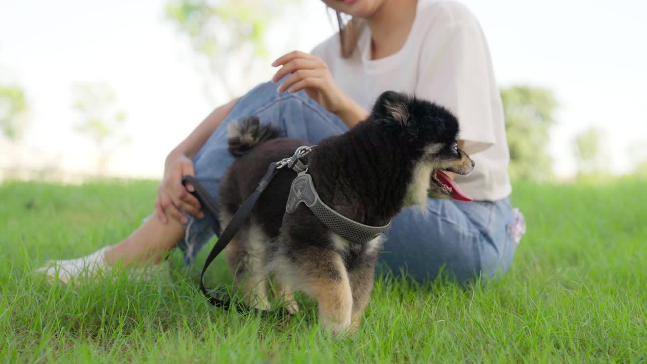 快乐的年轻亚洲女子玩和坐在草地上在公园与她的狗。宠物爱好者概念视频素材