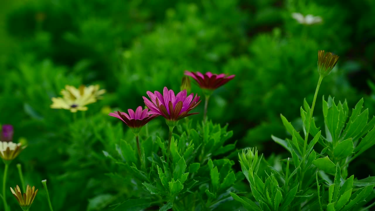 粉红色，黄色和白色的花视频素材