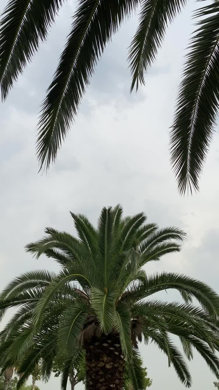 棕榈叶在风中飘动，天空浑浊乏味。视频素材