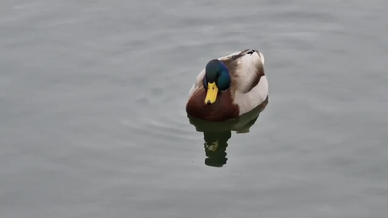 一只漂浮在湖面上的野鸭特写视频素材