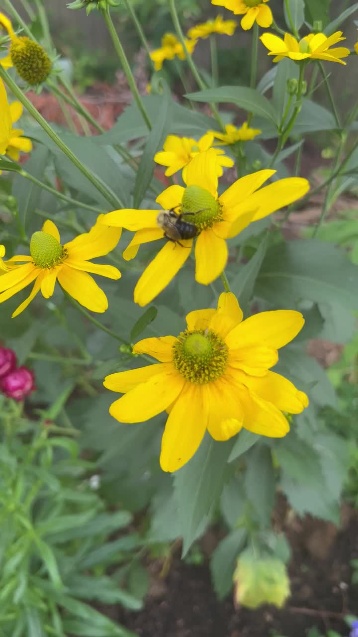 蜜蜂在花园里的切叶圆锥花上视频素材