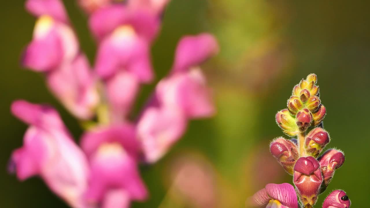 兰科。法国南部，春天的野花视频素材