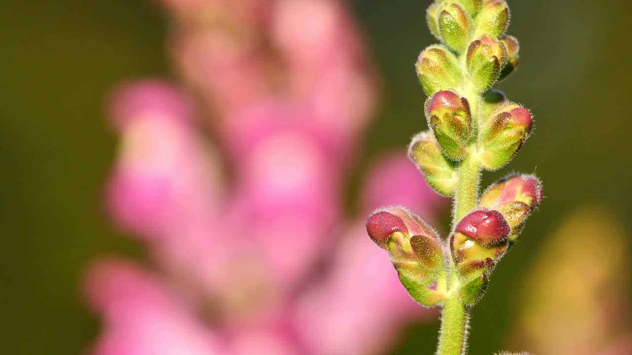 兰科。法国南部，春天的野花视频素材