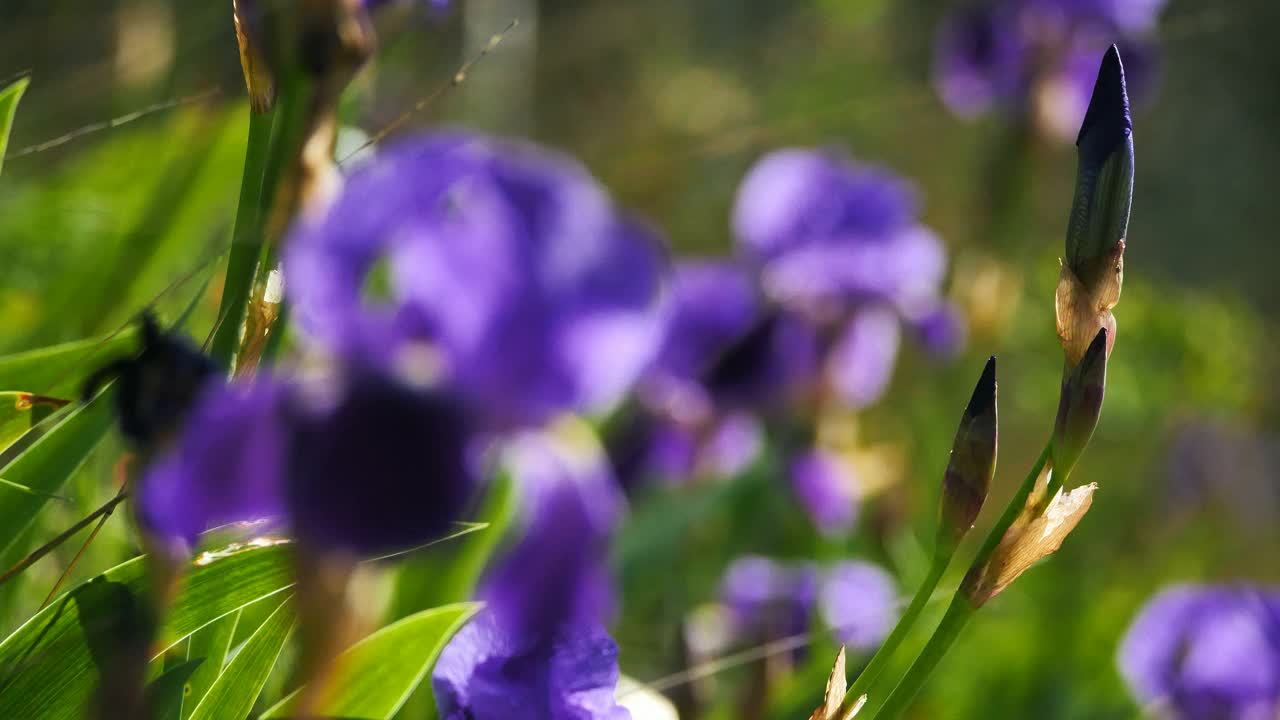 野鸢尾花，春天的季节视频素材