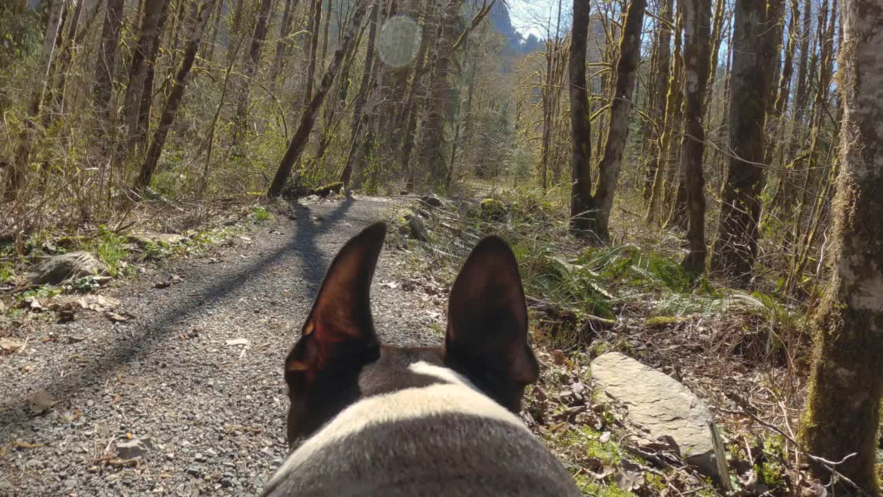 波士顿梗犬透视远足自然径视频素材