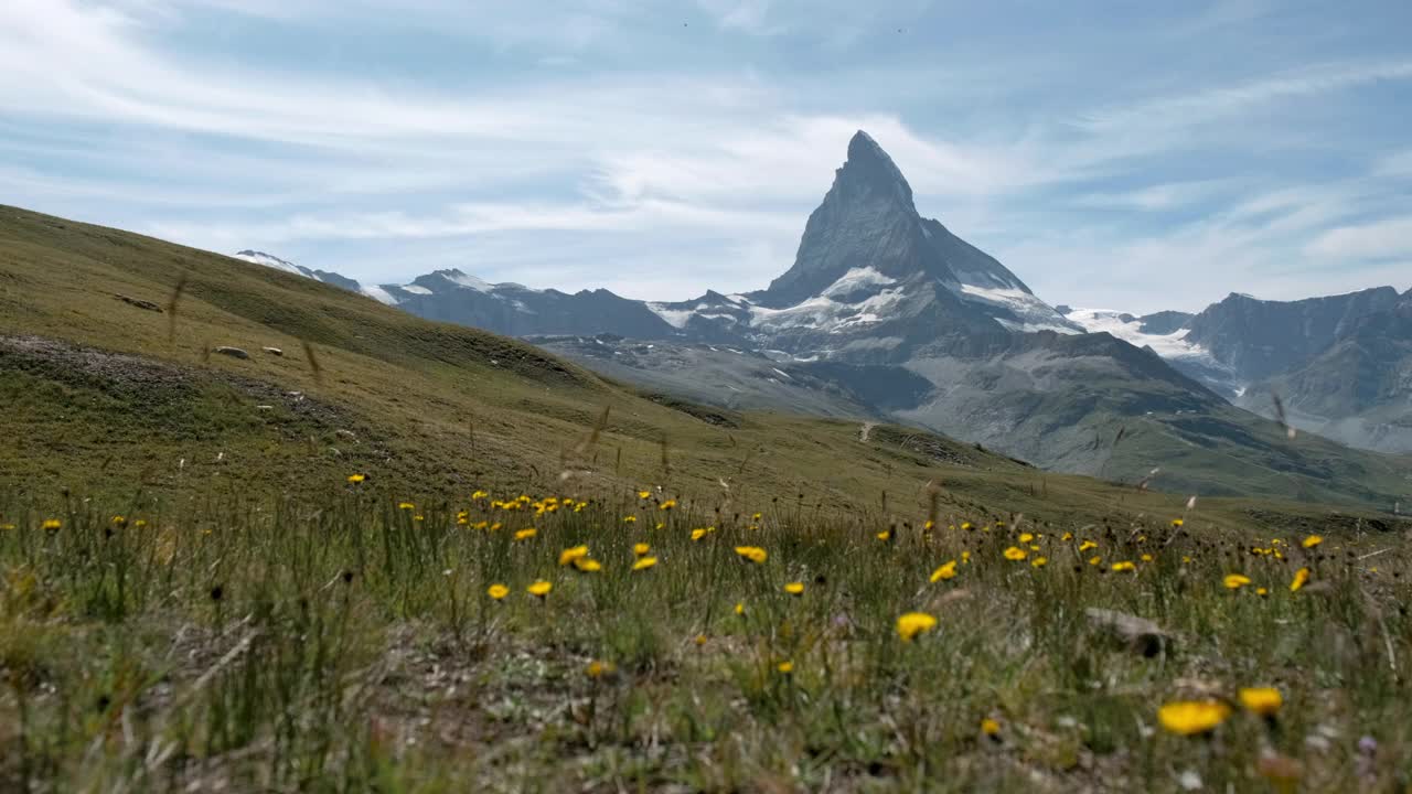 蒲公英草地与马特洪峰在背景视频素材