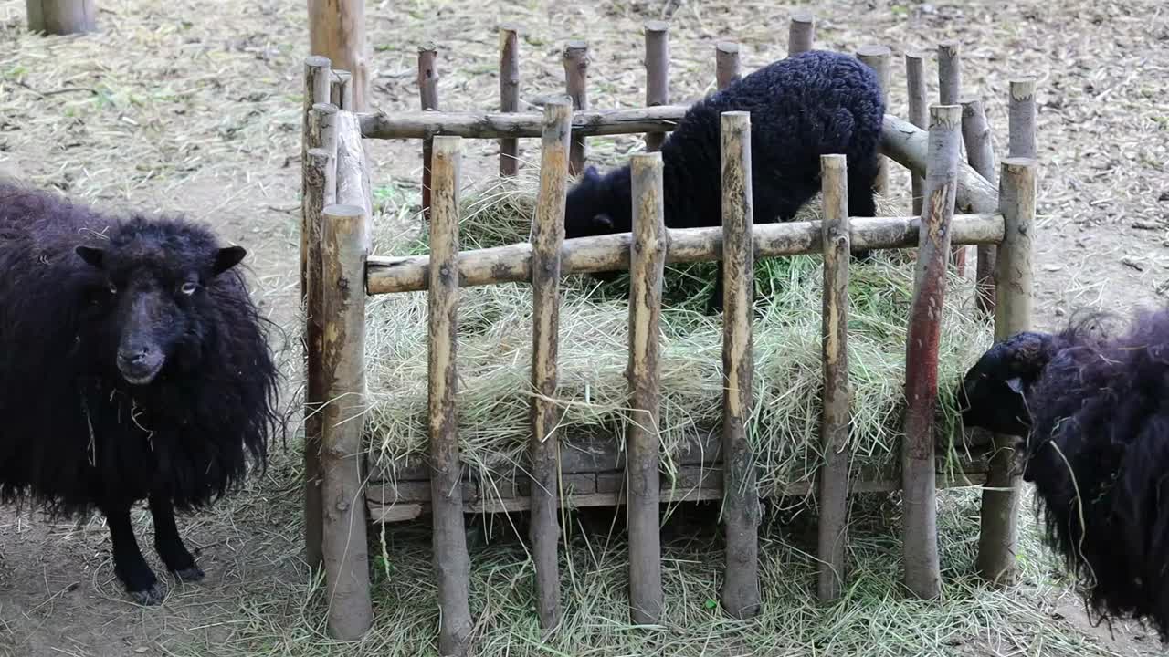 一群羊在木制喂食器上吃干草视频素材