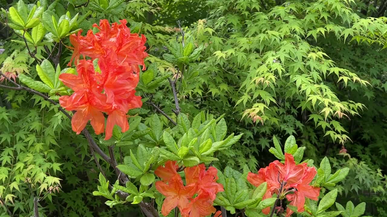 观赏性园林中杜鹃花的橙色花。视频素材