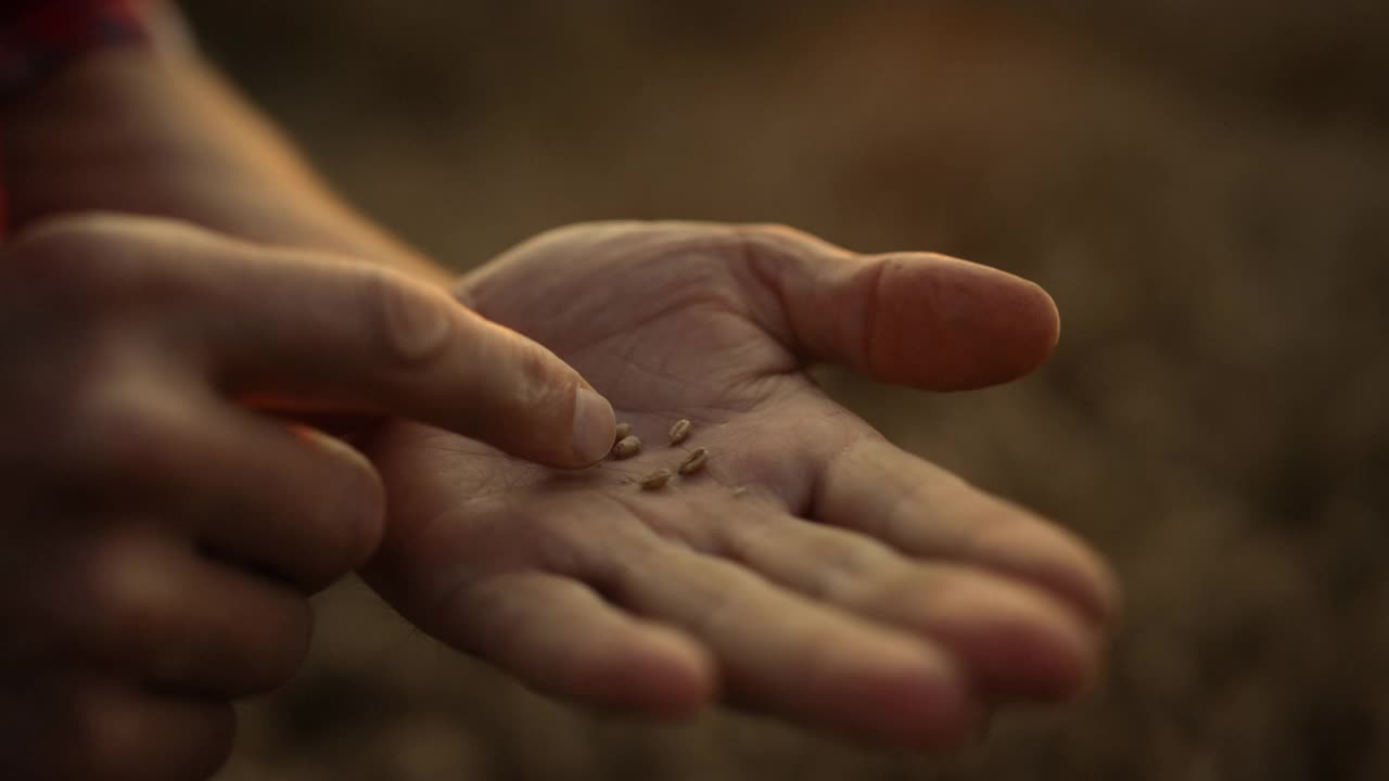 农民手握麦粒在金色阳光下的田野。作物的概念。视频素材