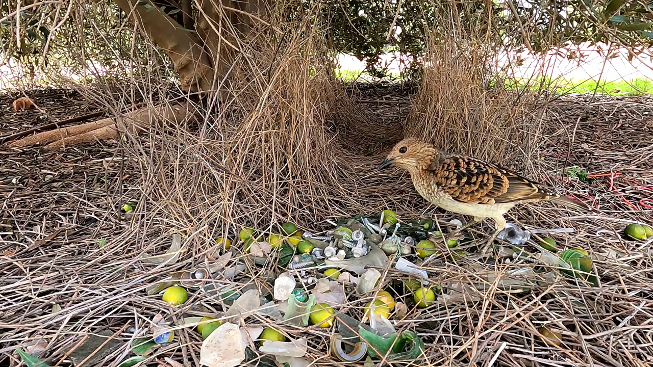 园丁鸟视频素材