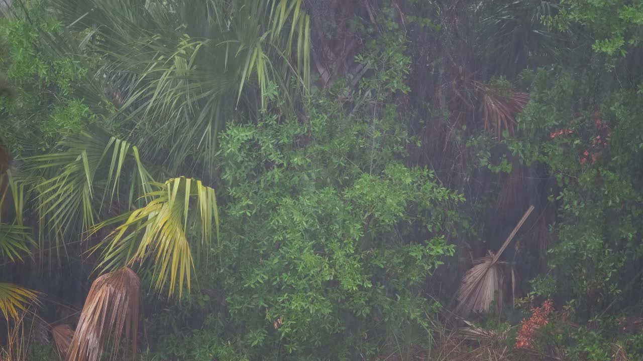 在温暖潮湿的佛罗里达气候中，热带阵雨落在绿色的棕榈树上。夏季雨季的雨天视频素材